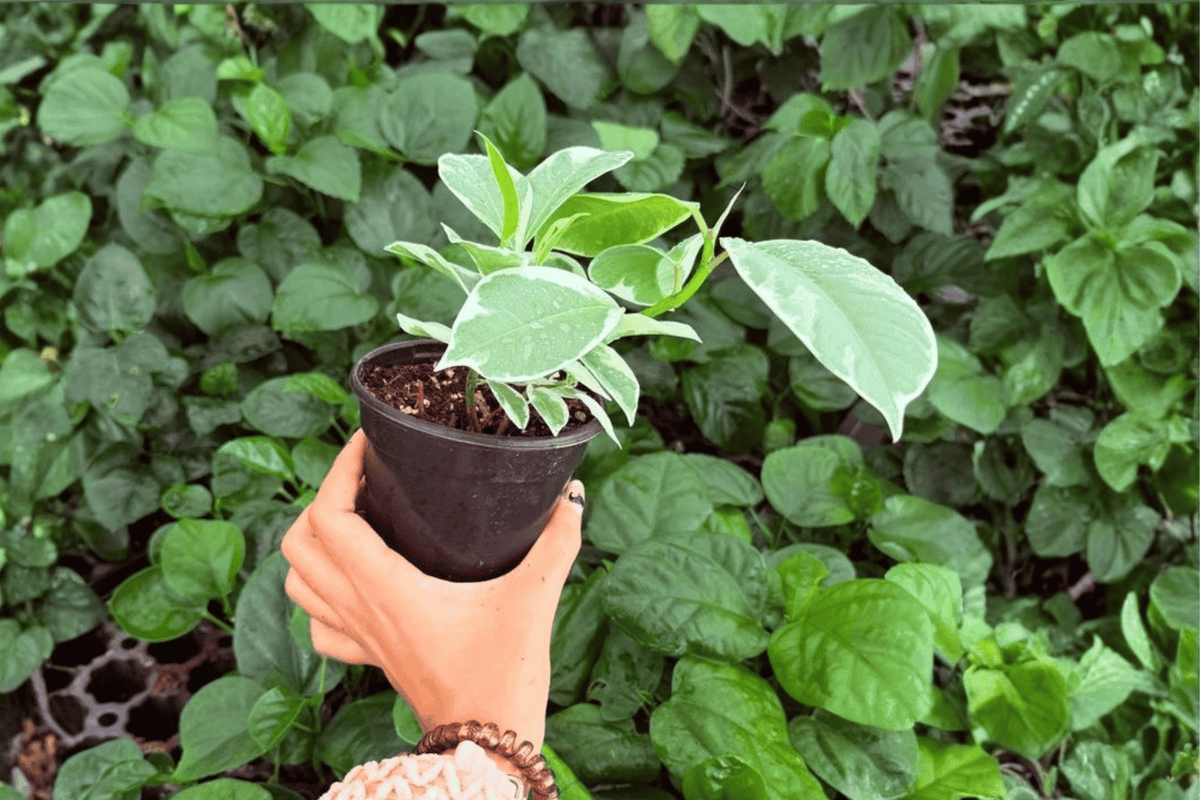 Ficus elastica 'Tineke' - 2 Live Plants in 4-Inch Pots (Potted)