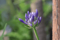 Tinker Bell Lily-of-the-Nile (Agapanthus ‘Tinker Bell’) 4-Inch Live Plant