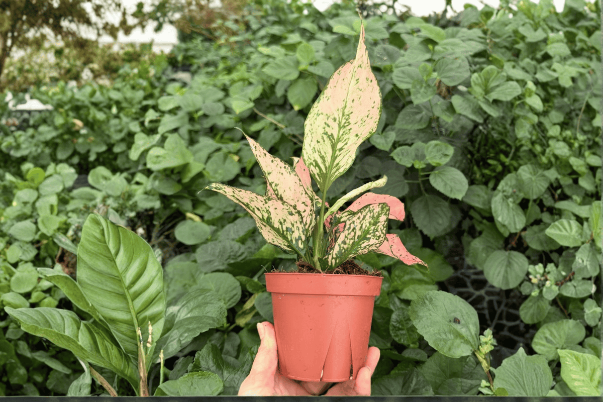 Aglaonema 'Pink Triphet' - Exact Live Plant in 4-Inch Pot (2 Plants)