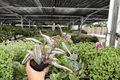 Tradescantia Nanouk - 2 Live Plants in 4-Inch Pots