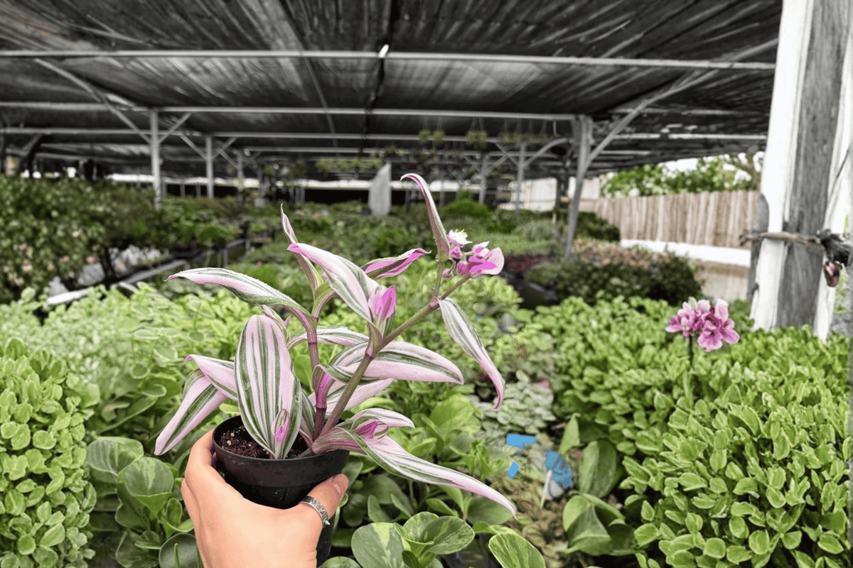 Tradescantia Nanouk - 2 Live Plants in 4-Inch Pots