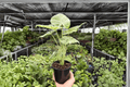 Alocasia Odora Batik 'Snow' Variegated Live Plants | 2-Pack in 4-Inch Pots