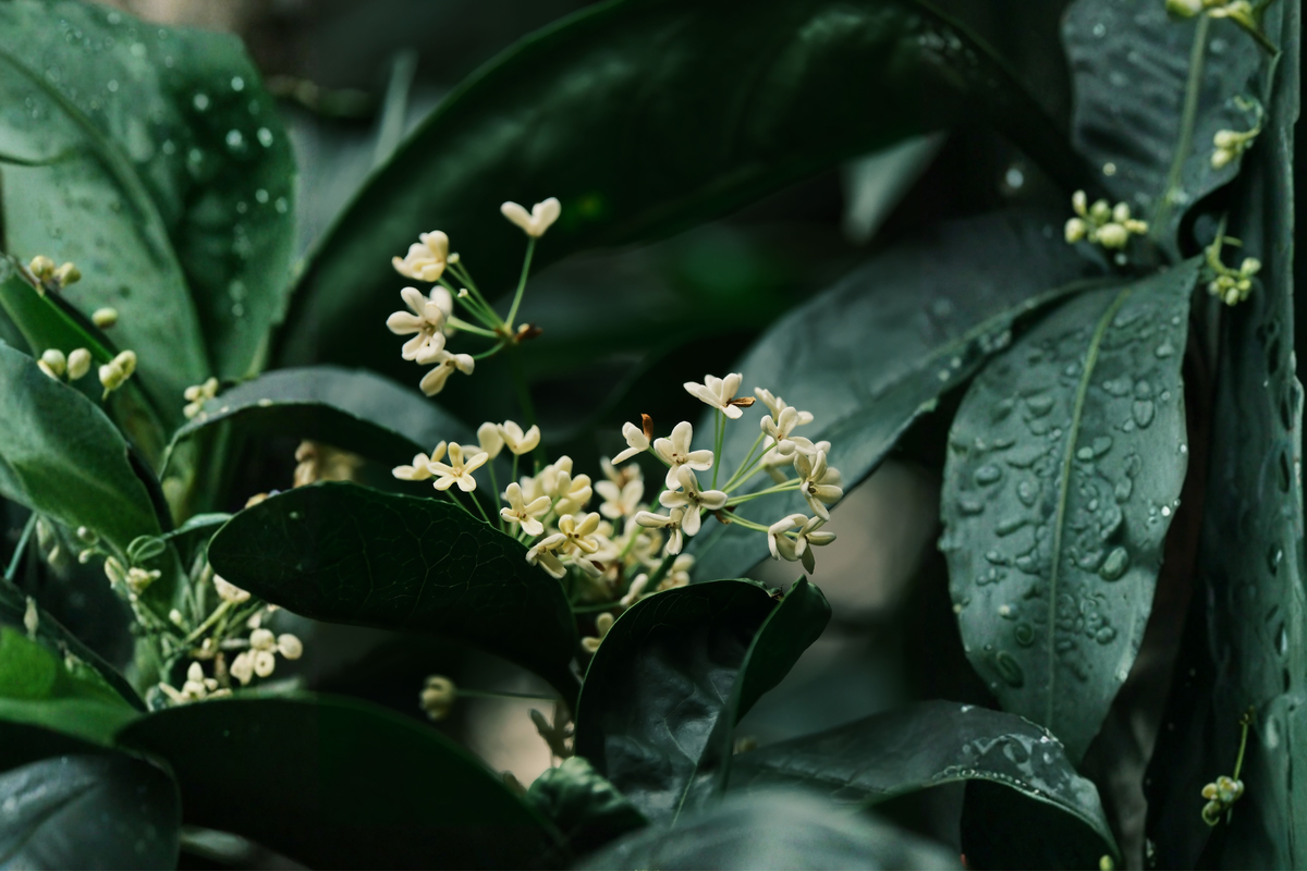 Fragrant Tea Olive Osmanthus fragrans Live Plant in 4-Inch Pot