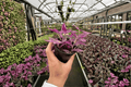Tradescantia Pink Paradise - 2 Live Plants in 4-Inch Pots