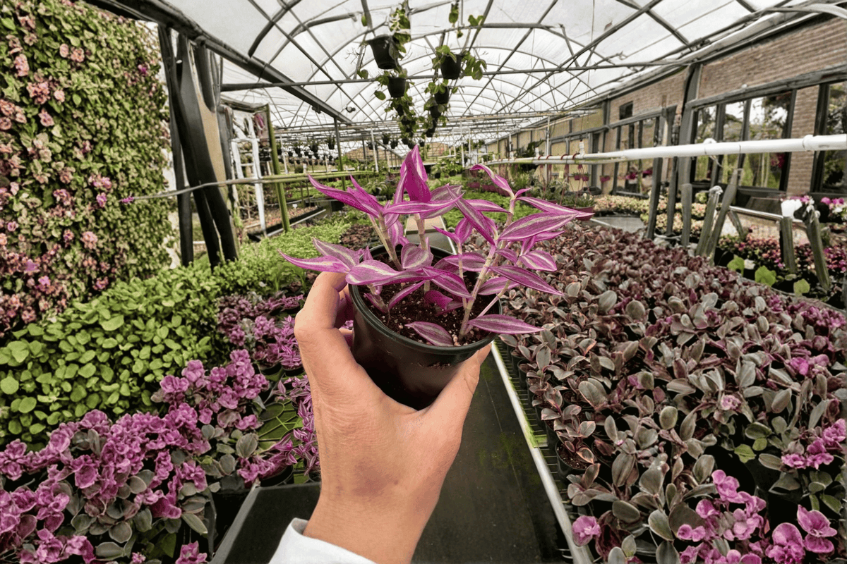 Tradescantia Pink Paradise - 2 Live Plants in 4-Inch Pots