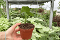 Anthurium Xone x Goliath 2 Live Plants – 4-Inch Pots | Hybrid Aroid