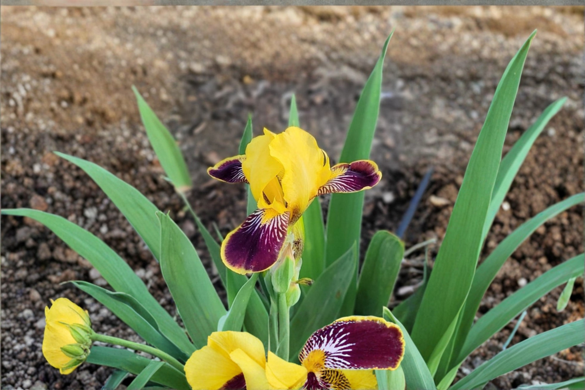 Bumblebee Deelite Dwarf Bearded Iris Rhizomes - 3 Pack #1 Grade