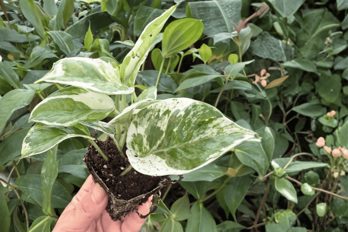 Pothos 'N'Joy' Starter Plants – 2 Bare-Root Epipremnum aureum N'Joy