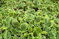 Pilea Moon Valley - 2 Inch Starter Plant | Friendship Plant