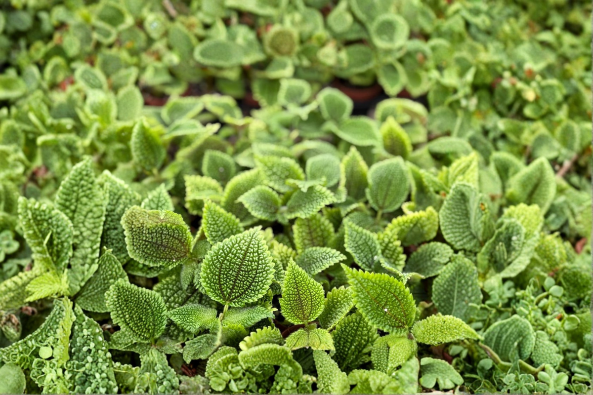 Pilea Moon Valley - 2 Inch Starter Plant | Friendship Plant