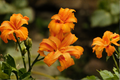 Primal Scream Daylily Bare Root Fan | Hemerocallis 'Primal Scream' - Live Perennial