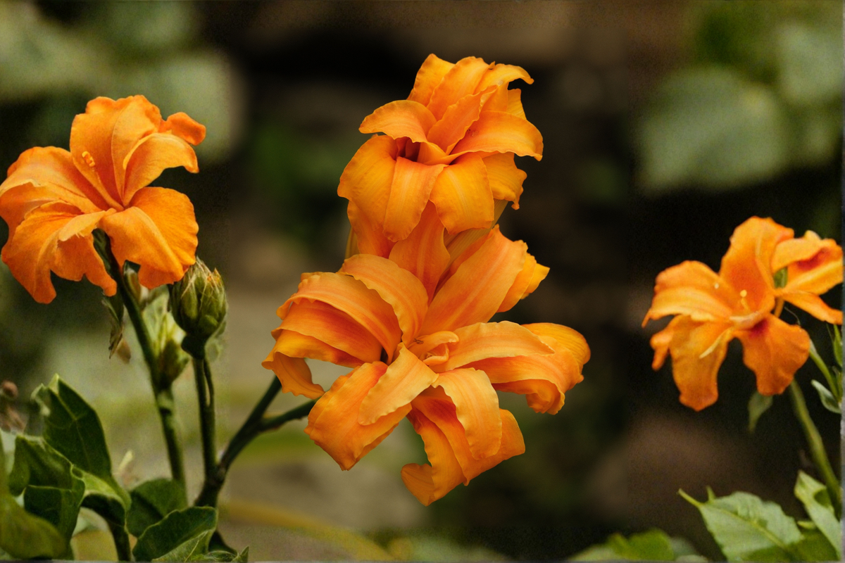 Primal Scream Daylily Bare Root Fan | Hemerocallis 'Primal Scream' - Live Perennial