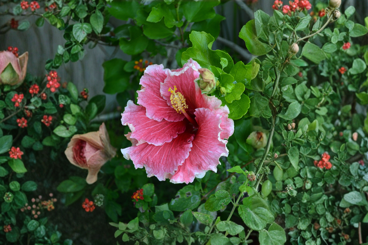 Hibiscus Dark Princess Cajun Color Starter Plant | Tropical Flowering Hibiscus