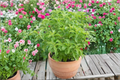 Sweetleaf Stevia Live Plant - Stevia rebaudiana, 6–8 Inches, Rooted Starter