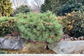 Jeremy Dwarf Scotch Pine Live Plant - Pinus sylvestris 'Jeremy' 8" in 1 Gallon Pot