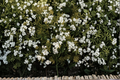 Sweet Woodruff Starter Plant Galium odoratum in 3" Pot - Shade Perennial