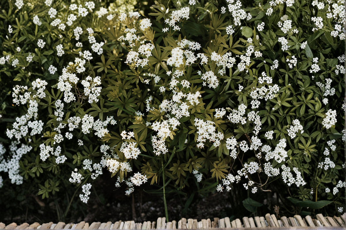 Sweet Woodruff Starter Plant Galium odoratum in 3" Pot - Shade Perennial