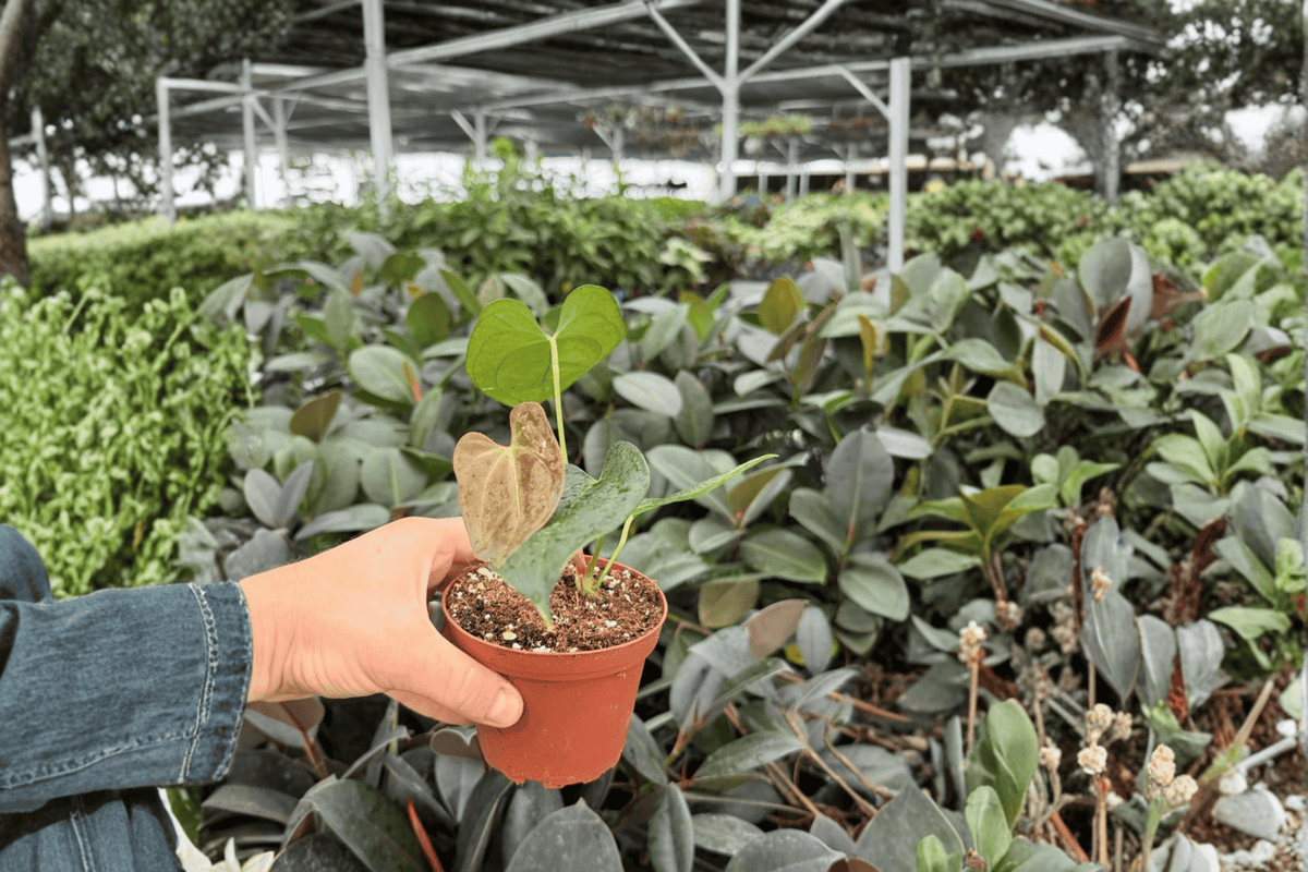 Anthurium Carla x Crystallinum Dark Form – 2 Live Plants in 4-Inch Pots
