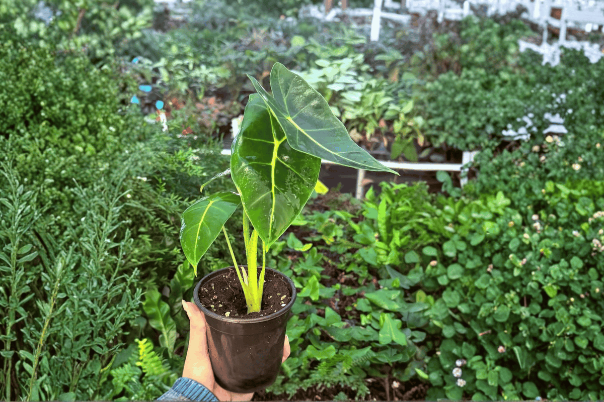 Variegated Alocasia Frydek (Alocasia micholitziana ‘Frydek’) - 2 Live 4-Inch Pots
