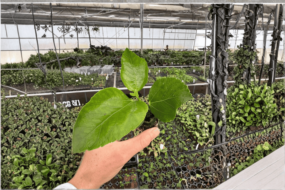 Quasar Hibiscus Starter Plants (2) Bare Root – Hibiscus rosa-sinensis 'Quasar'