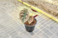 Alocasia Cuprea Red Secret Live Plant | 4 Inch Rooted Alocasia