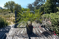 Twin Pindo Palm Live Plant - Butia odorata, Two Palm Trees in One Pot