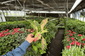 Aglaonema Sparkling Sarah Starter Plants — 2-Pack Bare Root, 2-Inch Pot Size