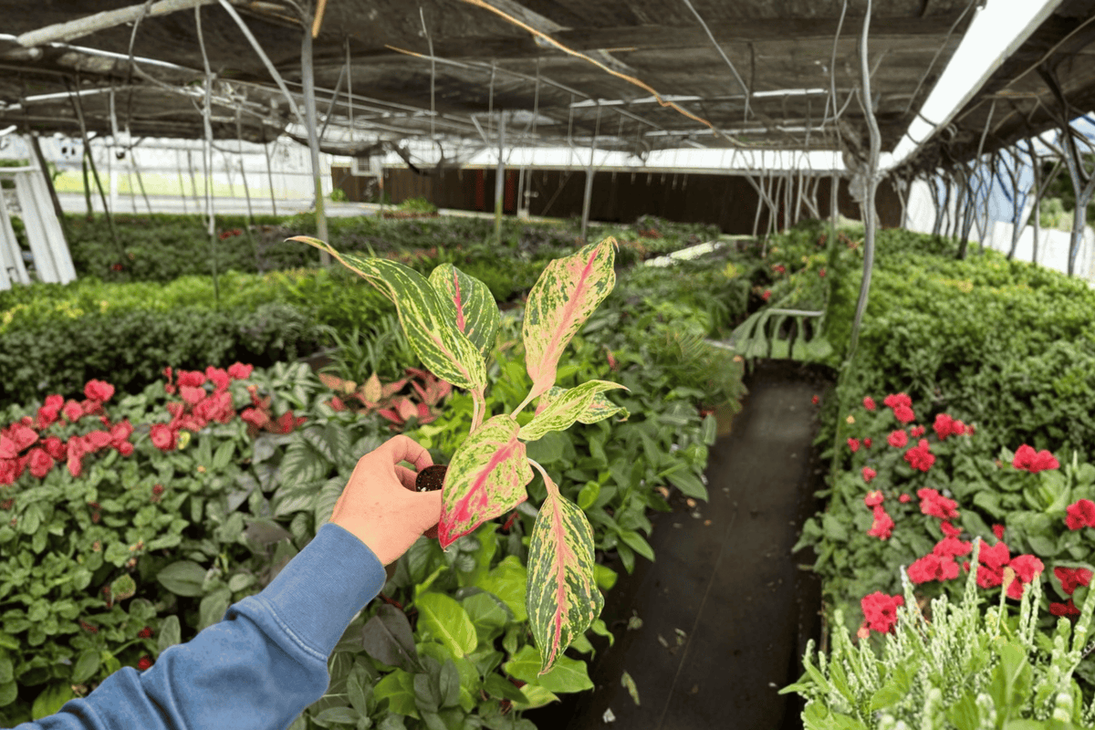 Aglaonema Sparkling Sarah Starter Plants — 2-Pack Bare Root, 2-Inch Pot Size