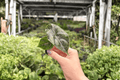 Alocasia Azlanii Starter Plants (2) - Plugs, Exact Plants Pictured
