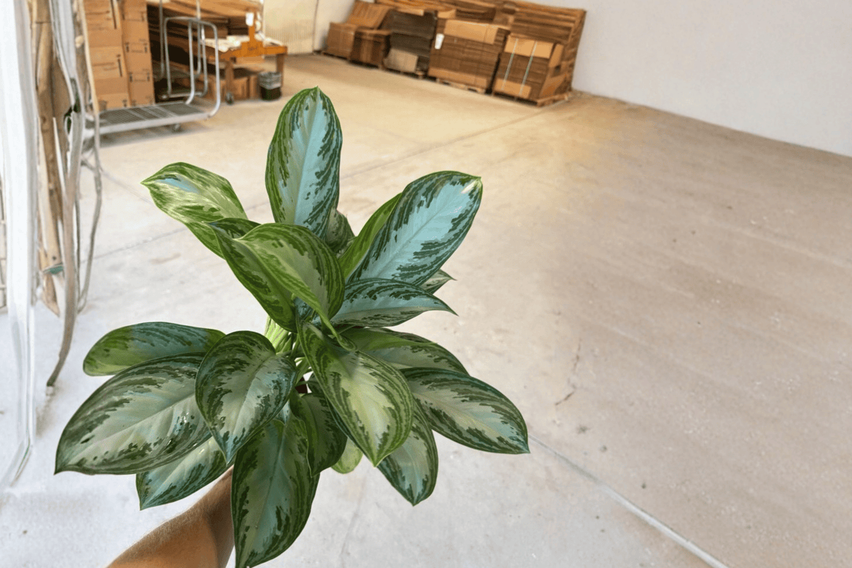 Aglaonema Silver Bay 2-Pack - 6-Inch Pot Live Plants