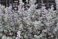 Silver Posie Common Thyme (Thymus vulgaris 'Silver Posie') - 4-Inch Live Plant