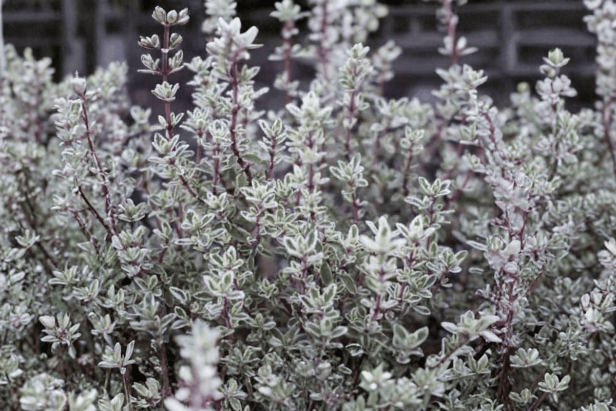 Silver Posie Common Thyme (Thymus vulgaris 'Silver Posie') - 4-Inch Live Plant