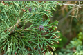 Atlantic White Cedar ‘Little Jamie’ Live Plant (Chamaecyparis thyoides) — 1 Gallon Pot