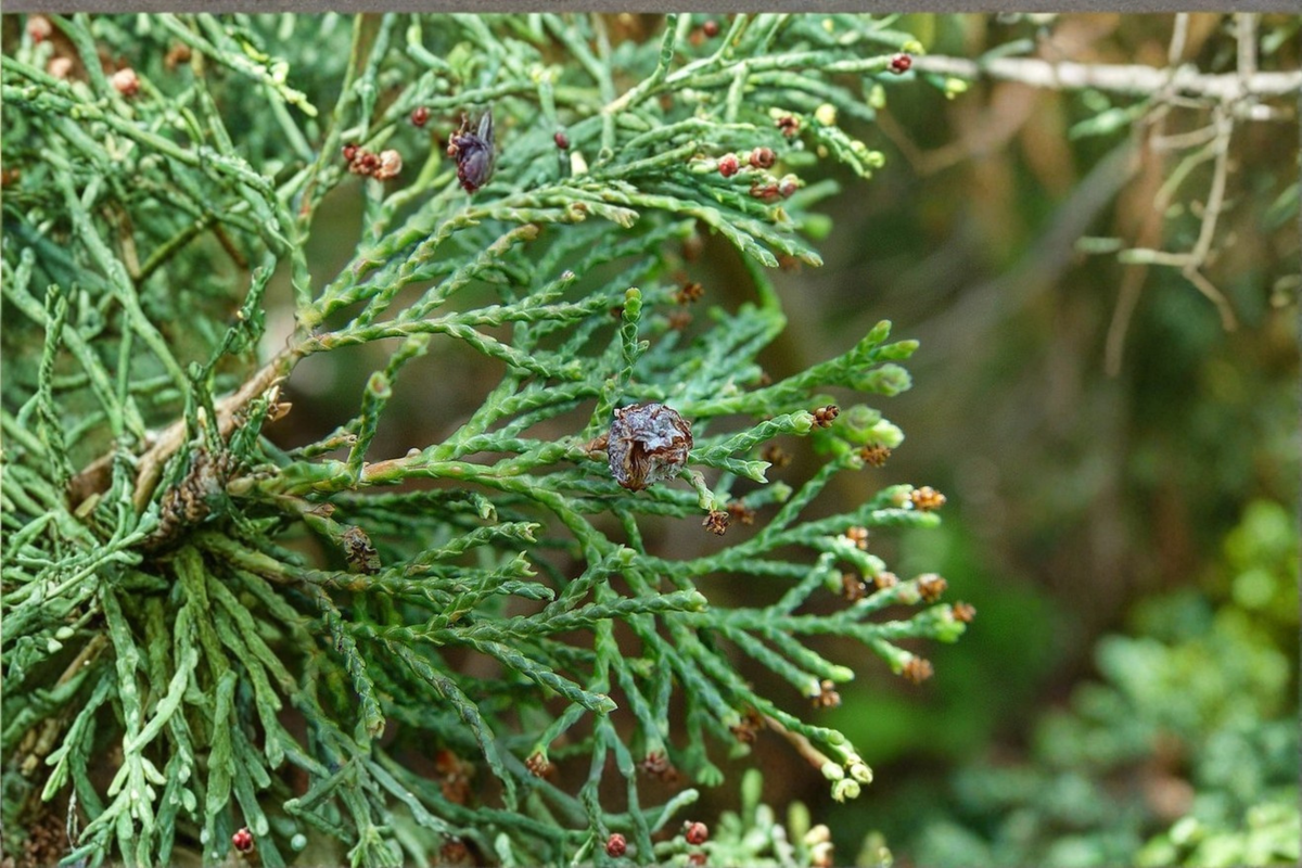 Atlantic White Cedar ‘Little Jamie’ Live Plant (Chamaecyparis thyoides) — 1 Gallon Pot