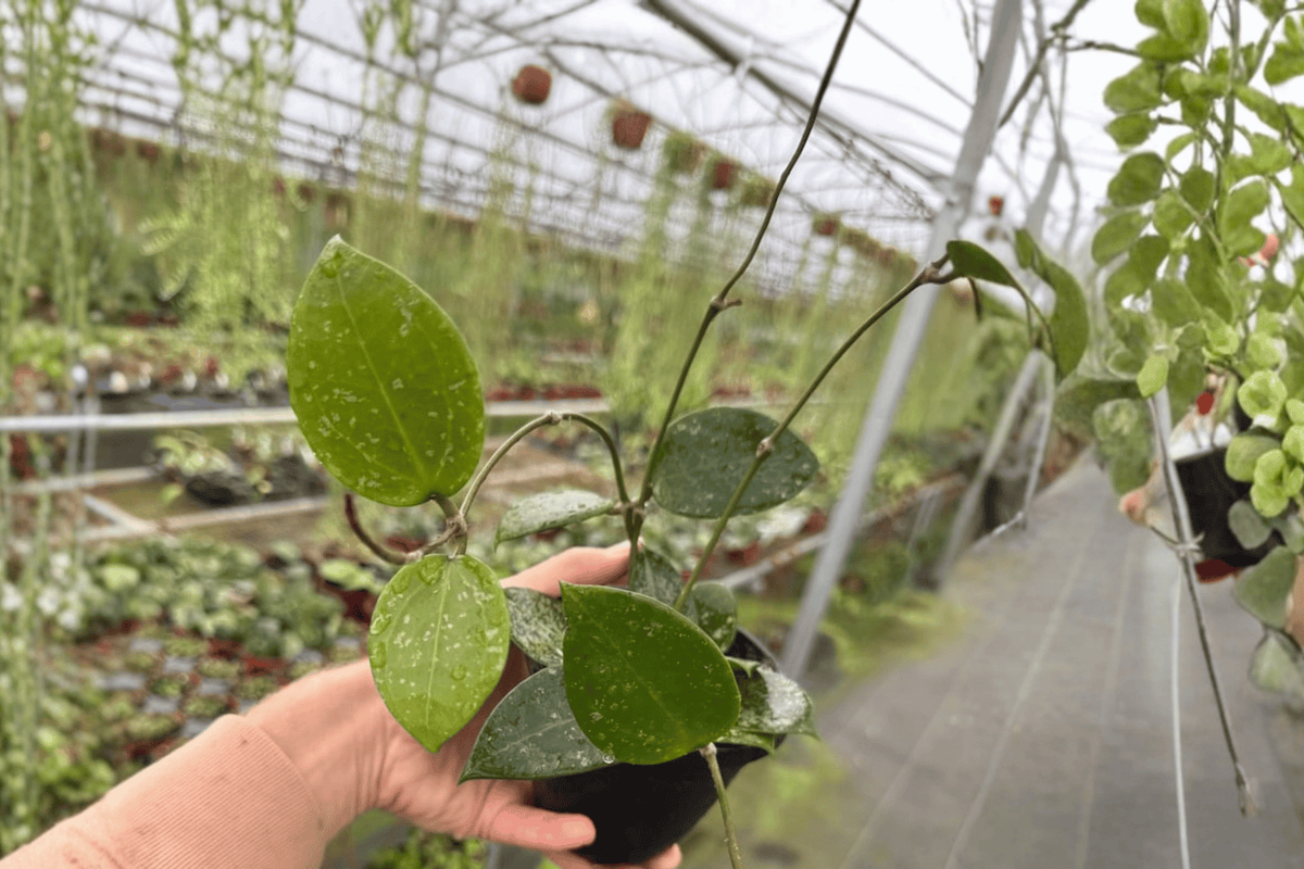 Hoya parasitica Splash - 2 Live 4-Inch Bare Root Plants