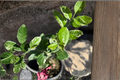 Variegated Pink Lemon Tree Starter Cutting - Citrus Limon, Ornamental & Edible Foliage