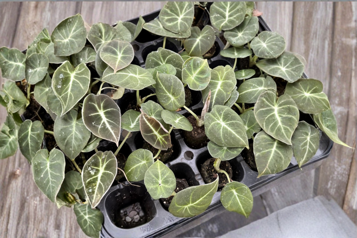 Alocasia Black Velvet Live Plant - Rooted 2-Inch Pot, Dark Velvet Leaves