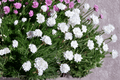 Alba Sea Thrift (Armeria maritima) – 1 Live Plant in 4-Inch Pot