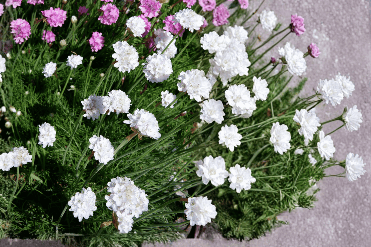 Alba Sea Thrift (Armeria maritima) – 1 Live Plant in 4-Inch Pot