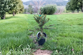 Norway Spruce Hereny Live Plant - Picea abies 1 Gallon 10" Tall Evergreen Tree