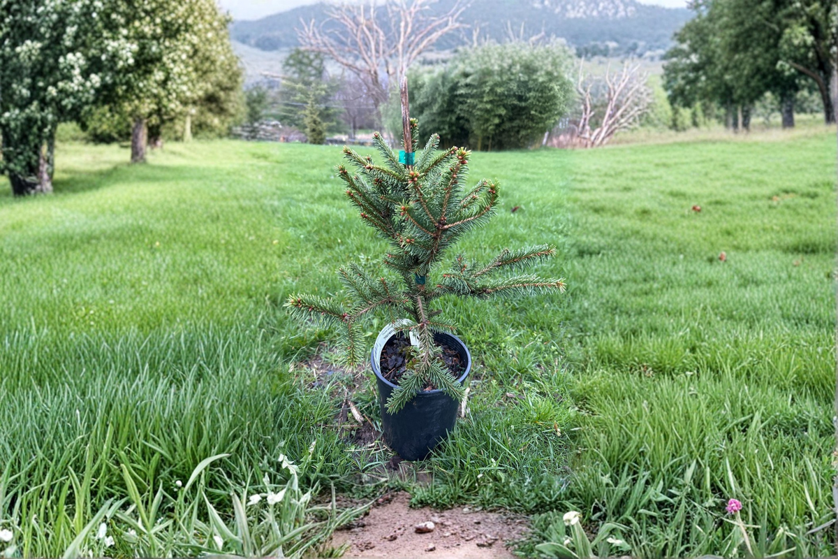 Norway Spruce Hereny Live Plant - Picea abies 1 Gallon 10" Tall Evergreen Tree