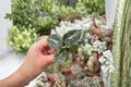 Alocasia Mandalay Starter Plants (2) | Live Tropical Aroid Bare-Root Ship in Soil Pods