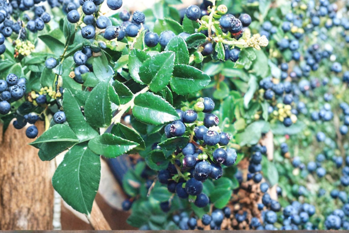 Evergreen Huckleberry Vaccinium ovatum - Live Plant (Unrooted/Rooted)