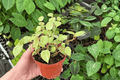 Variegated Cupid Peperomia (Peperomia scandens ‘Variegata’) – 2 Live Plants, 4-Inch Pots