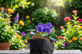 Cobalt Blue African Violet Starter Plant in 2-Inch Pot | Saintpaulia ionantha