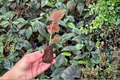Cissus discolor Live Starter Plants (2) - Bare Root