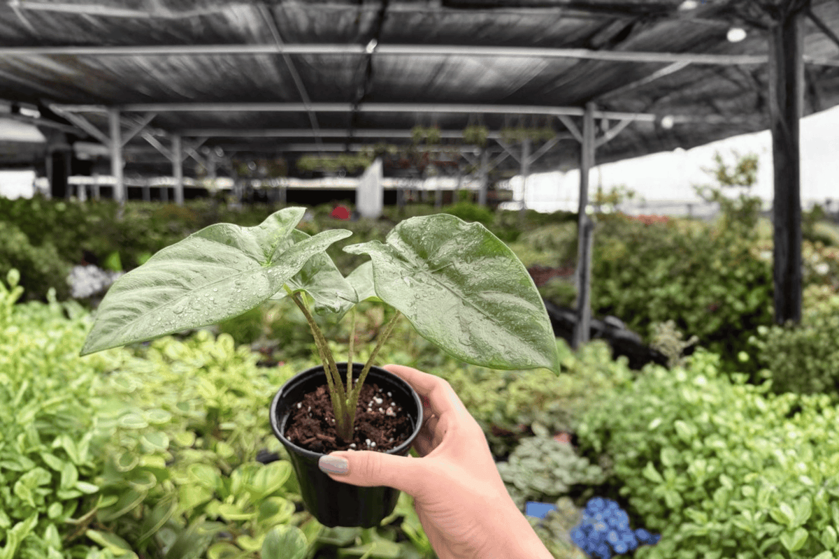 Alocasia Corazon Live Plant Pair - 4-Inch Pots, Exact Plants
