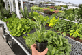 Variegated Domino Peace Lily (Spathiphyllum ‘Domino’) - 2 Live 4-Inch Pots