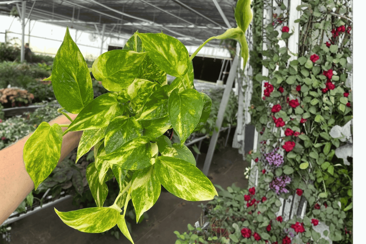 Golden Pothos Live Plants (Epipremnum aureum) - 2 in 4-Inch Pots