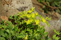 Sedum sarmentosum Cuttings - 50 Live Creeping Sedum Groundcover Cuttings